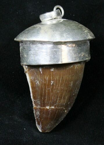 Authentic Fossil Mosasaur Tooth Pendant #18941